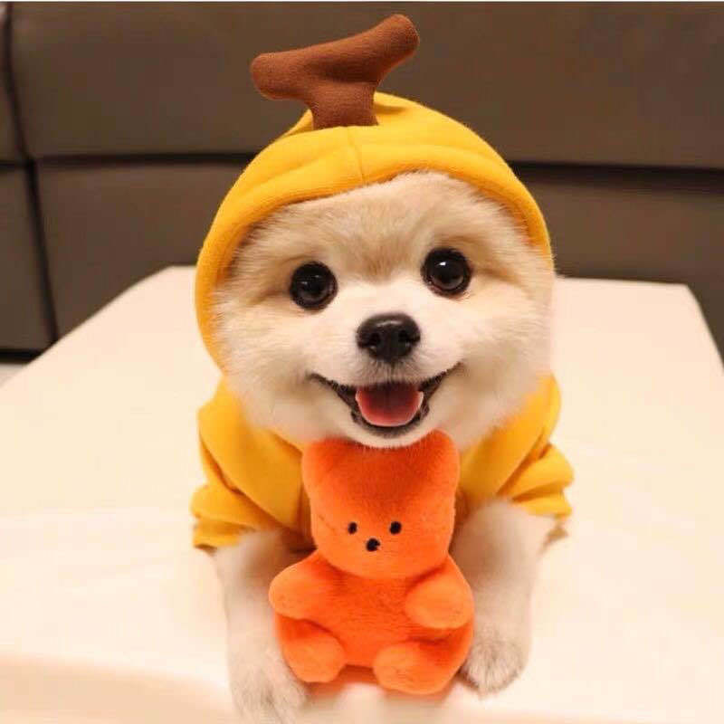 Cute Fruit Hoodies for Small Dogs – Warm Fleece Pet Outfit for Winter